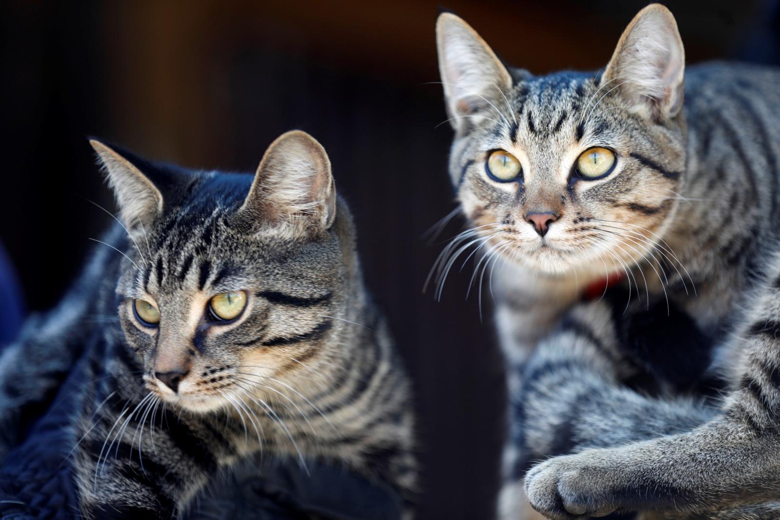 Vote now to name the Lexington  Police barn cats  City of 