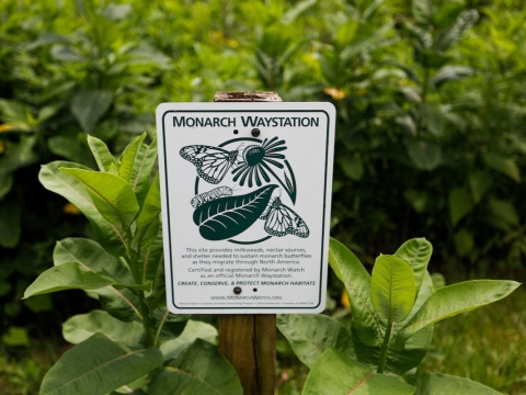 a sign that says "monarch waystation" with an illustration of butterflies in front of a vibrant green garden 