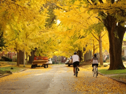 2 people riding bikes on the road under trees in autumn 