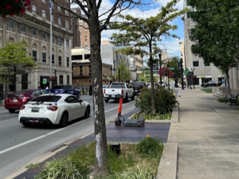 a streetside tree on Main Street that is dead; it is grayish colored and has no leaves